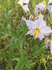 Solanum dimidiatum