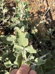 Eriogonum cinereum