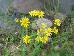 Packera glabella