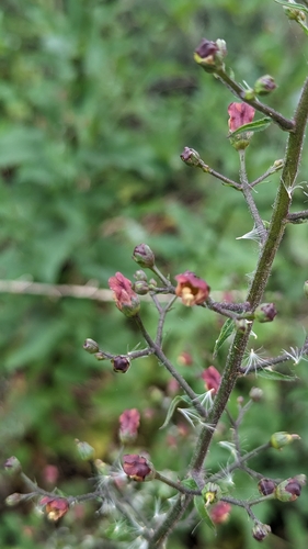 iNaturalist observation photo of California beeplant