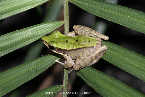 Odorrana livida observed 2024-04-11