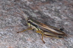 Dichroplus elongatus