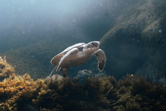 Loggerhead sea turtle