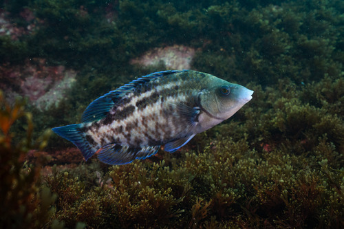 Atlantic Wrasse