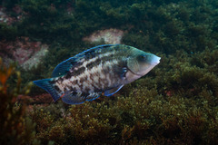 Atlantic Wrasse photo 5