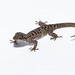 Ranong Bent-toed Gecko - Photo (c) Khemthong Tonsakulrungruang, some rights reserved (CC BY-NC), uploaded by Khemthong Tonsakulrungruang