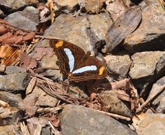 Adelpha iphicleola
