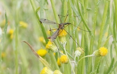 Tipula californica