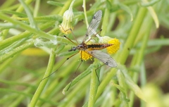 Tipula californica