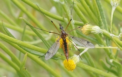 Tipula californica