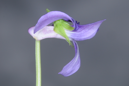 Viola hamiltoniana, photograph 6