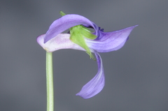 Viola metajaponica