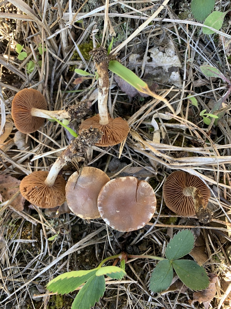 Hebeloma sp. 'NY01'