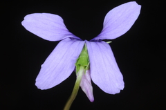 Viola metajaponica