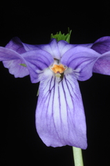 Viola metajaponica