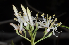 Tripodanthus flagellaris