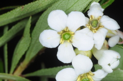 Escallonia cordobensis