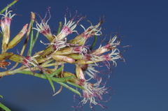 Acanthostyles buniifolius