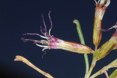 Acanthostyles buniifolius