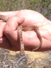 Hypsiglena ochrorhynchus klauberi