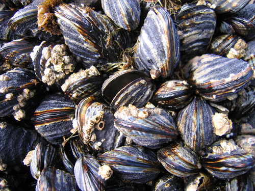 California Mussel, photo 6 of 10