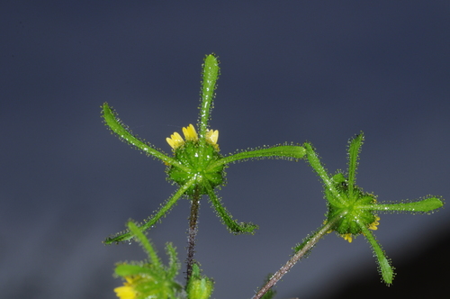 Image of Sigesbeckia serrata by (c) aacocucci, some rights reserved (CC BY)