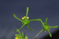 Sigesbeckia serrata