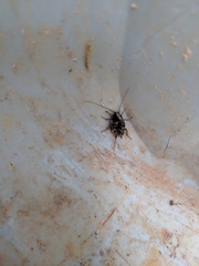 Periplaneta fuliginosa