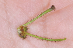 Sigesbeckia serrata