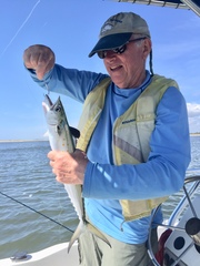 Scomberomorus maculatus