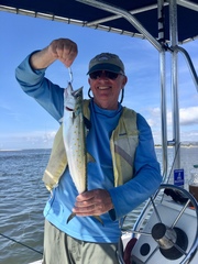 Scomberomorus maculatus