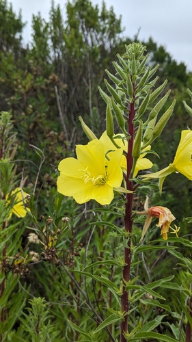 iNaturalist observation photo of tall evening primrose