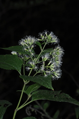 Lorentzianthus viscidus
