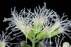 Lorentzianthus viscidus