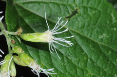 Lorentzianthus viscidus