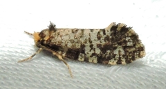 Ardiosteres moretonella