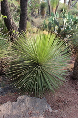 Agave stricta