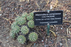 Mammillaria compressa