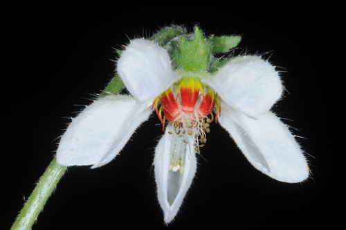Blumenbachia hieronymi (Blumenbachia hieronymi)