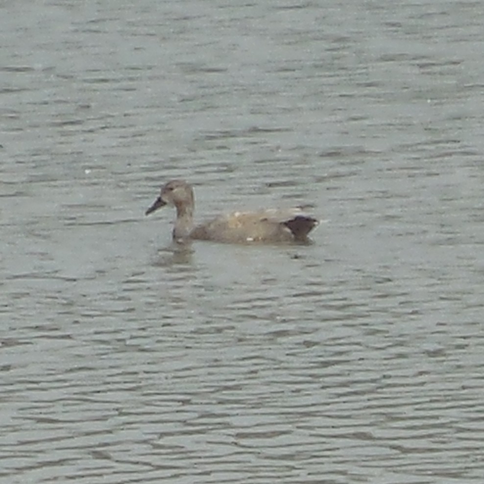 Gadwall from Beijing, Beijing, CN on May 2, 2023 at 10:23 AM by wresy ...