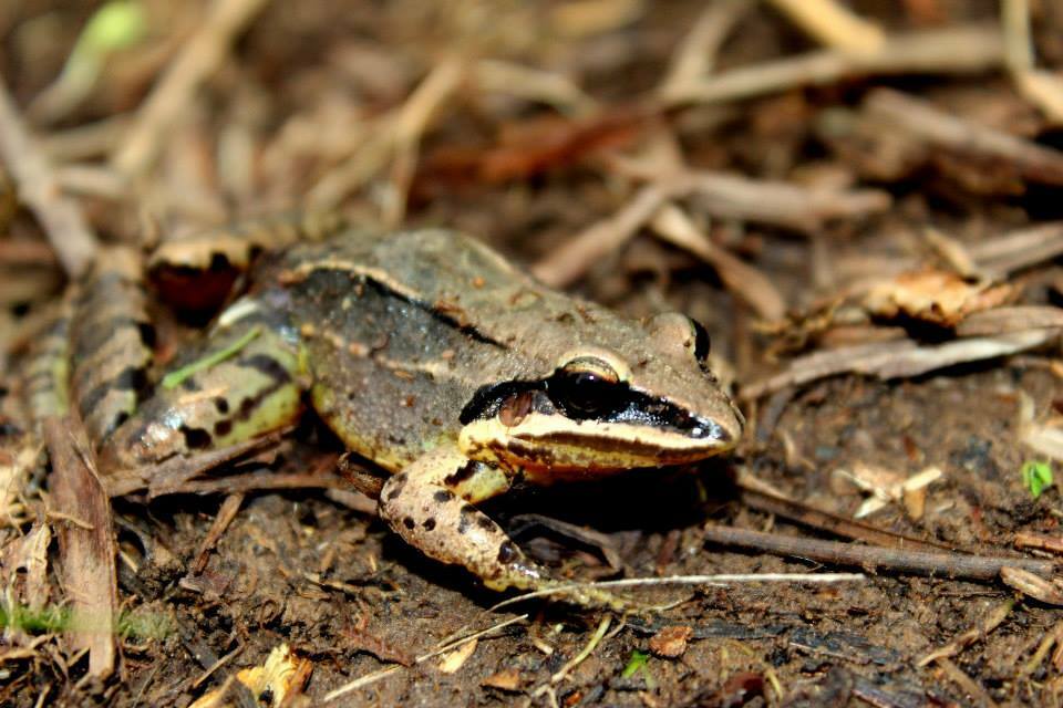 Leptodactylus mystaceus image