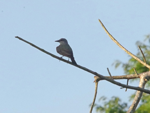 Tropical Kingbird