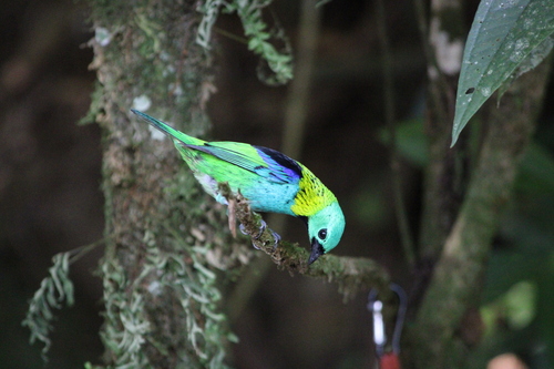 Green-headed Tanager (Tangara seledon), photo 10