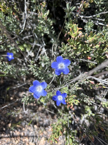 Nemophila menziesii