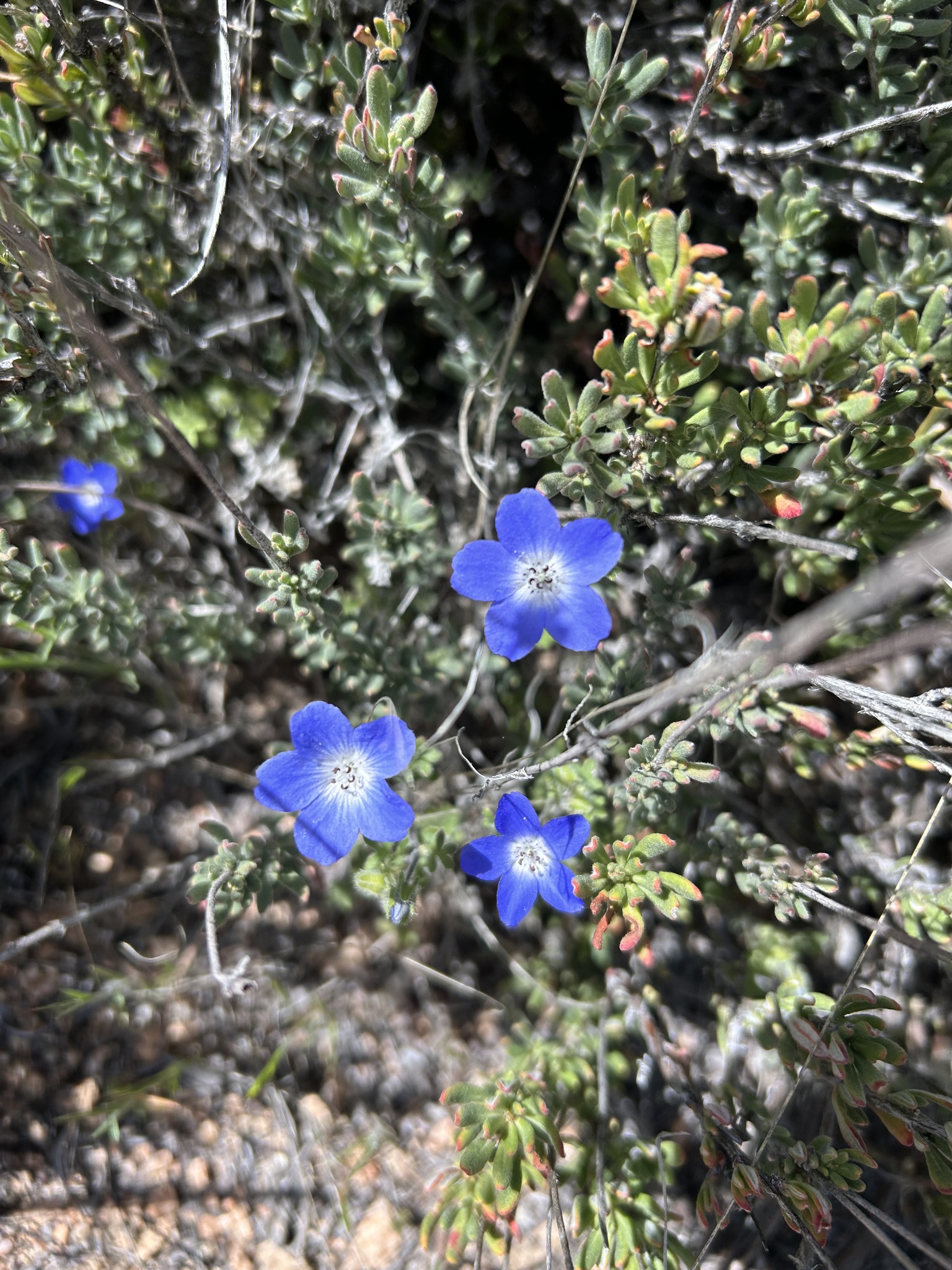 Nemophila menziesii — photo 3