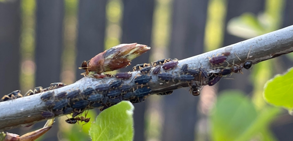 Willow Bark Aphids from Menomonee Falls, WI 53051, USA on May 2, 2024 ...