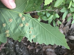 Callirhytis quercusfutilis