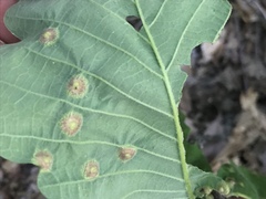Callirhytis quercusfutilis