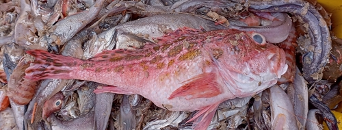 Speckled scorpionfish (Pontinus sierra) — Scorpaenidae — 3