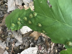 Callirhytis quercusfutilis